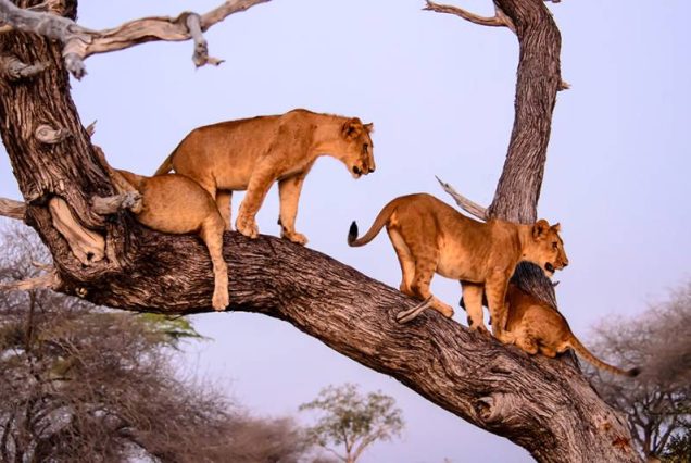 5 Days - Tanzania Splendor Safaris