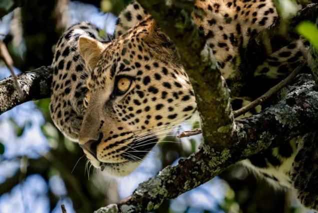 5-Day Tanzania Safari Tour Wildlife - Wilderness Adventure